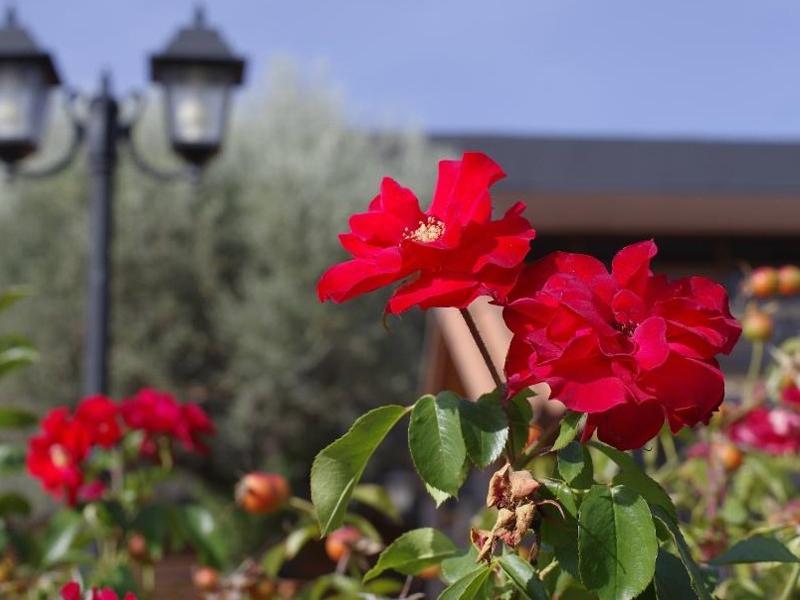Hotel Los Olivos Getafe Exteriér fotografie